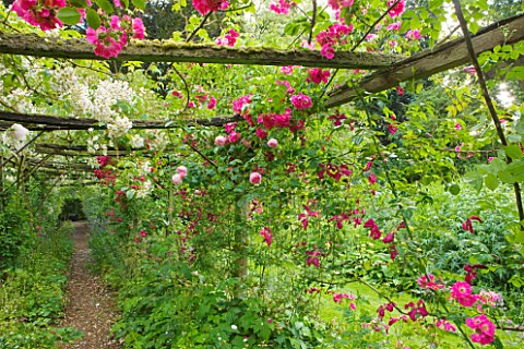 OLD_THATCH__BERKSHIRE_ROSE_AND_CLEMATIS_PERGOLA_WITH_ROSA_FILIPES_KIFTSGATE__ROSA_AMERICAN_PILLAR_AN