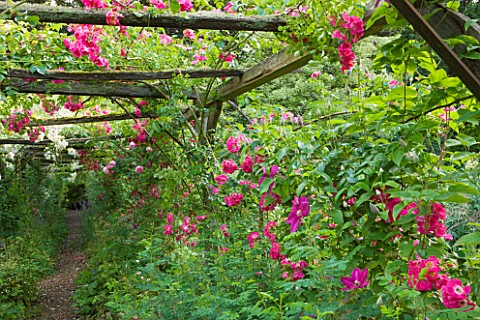 OLD_THATCH__BERKSHIRE_ROSE_AND_CLEMATIS_PERGOLA_WITH_ROSA_FILIPES_KIFTSGATE__ROSA_AMERICAN_PILLAR_AN