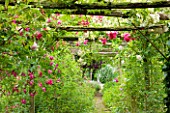 OLD THATCH  BERKSHIRE: ROSE AND CLEMATIS PERGOLA WITH ROSA FILIPES KIFTSGATE  ROSA AMERICAN PILLAR AND CLEMATIS MADAME JULIA CORREVON