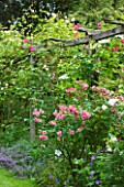 OLD THATCH  BERKSHIRE: ROSE AND CLEMATIS PERGOLA WITH ROSA PINK GROOTENDORST