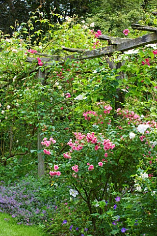 OLD_THATCH__BERKSHIRE_ROSE_AND_CLEMATIS_PERGOLA_WITH_ROSA_PINK_GROOTENDORST