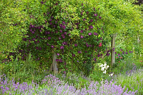 OLD_THATCH__BERKSHIRE_THE_LAVENDER_TERRACE_WITH_OLD_OAK_POSTS_FESTOONED_WITH_CLEMATIS_ETOILE_VIOLETT