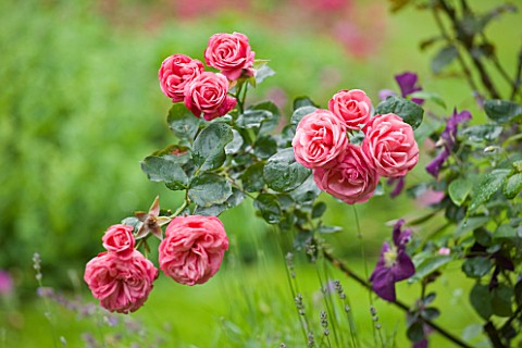 OLD_THATCH__BERKSHIRE_ROSE__ROSA_PINK_PERPETUE