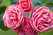 OLD THATCH  BERKSHIRE: ROSE - ROSA PINK PERPETUE