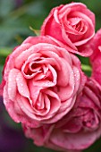 OLD THATCH  BERKSHIRE: ROSE - ROSA PINK PERPETUE