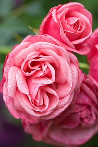 OLD_THATCH__BERKSHIRE_ROSE__ROSA_PINK_PERPETUE
