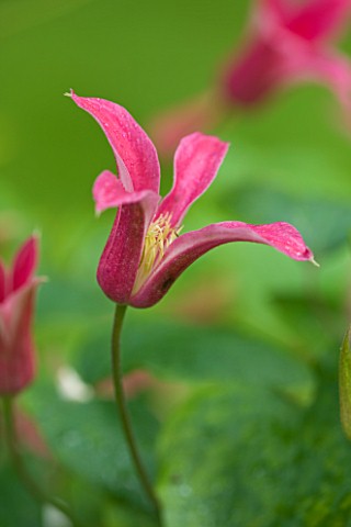 OLD_THATCH__BERKSHIRE_CLEMATIS_PRINCESS_OF_WALES