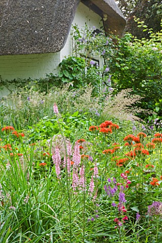 OLD_THATCH__BERKSHIRE_PERENNIAL_COTTAGE_GARDEN_PLANTS_IN_FRONT_OF_THATCHED_COTTAGE__LYCHNIS_CHALCEDO