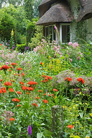 OLD_THATCH__BERKSHIRE_PERENNIAL_COTTAGE_GARDEN_PLANTS_IN_FRONT_OF_THATCHED_COTTAGE__LYCHNIS_CHALCEDO