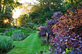 OLD THATCH  BERKSHIRE: SUNRISE ON WOODEN BENCH AND BORDER OF SMOKE BUSH - COTINUS COGGYGRIA ROYAL PURPLE