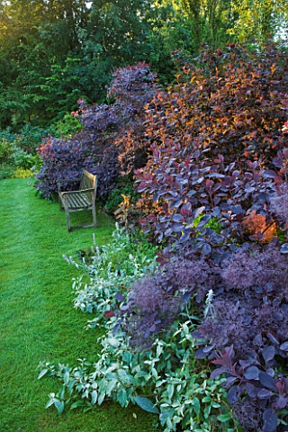OLD_THATCH__BERKSHIRE_SUNRISE_ON_WOODEN_BENCH_AND_BORDER_OF_SMOKE_BUSH__COTINUS_COGGYGRIA_ROYAL_PURP