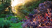 OLD THATCH  BERKSHIRE: SUNRISE ON WOODEN BENCH AND BORDER OF SMOKE BUSH - COTINUS COGGYGRIA ROYAL PURPLE