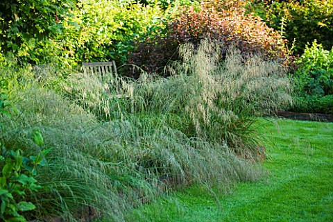 OLD_THATCH__BERKSHIRE_WOODEN_BENCH_WITH_GRASSES_IN_FRONT