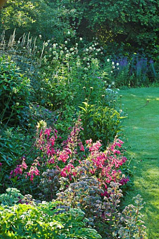 OLD_THATCH__BERKSHIRE_LAWN_AND_BORDER_WITH_PENSTEMON_GARNET