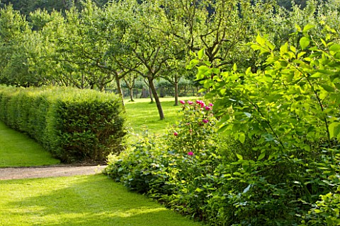 PAINSWICK_ROCOCO_GARDEN__GLOUCESTERSHIRE_HEDGE_AND_APPLE_TREES