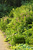 PAINSWICK ROCOCO GARDEN  GLOUCESTERSHIRE: PLANTING BESIDE PATH
