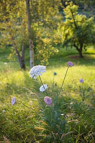 PAINSWICK_ROCOCO_GARDEN__GLOUCESTERSHIRE_WILDFLOWERS_IN_THE_MEADOW