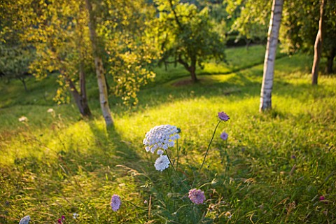 PAINSWICK_ROCOCO_GARDEN__GLOUCESTERSHIRE_WILDFLOWERS_IN_THE_MEADOW