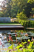 DEW POND HOUSE: DESIGN BY WILSON MCWILLIAM STUDIO - VIEW ACROSS MAIN POND TO TERRACE  DECK AND RENDERED WALLS. PERSICARIA AMPLEXICAULIS ATROSANGUINEUM