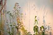 DEW POND HOUSE. DESIGN BY WILSON MCWILLIAM STUDIO - RENDERED WALL WITH EVENING LIGHT AND SHADOW OF PHLOMIS RUSSELIANA  CALAMAGROSTIS KARL FOERSTER   MYRRHIS ODORATA