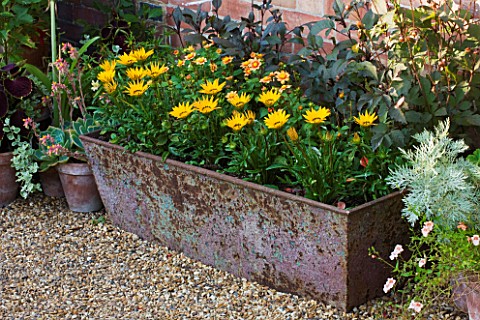 PECKOVER_HOUSE__WISBECH__CAMBRIDGESHIRE_THE_NATIONAL_TRUST__METAL_TROUGH_WITH_YELLOW_GAZANIAS_OUTSID