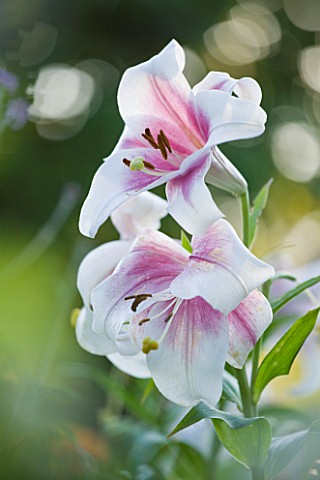 PECKOVER_HOUSE__WISBECH__CAMBRIDGESHIRE_THE_NATIONAL_TRUST__CLOSE_UP_OF_PINK_FLOWERS_OF_LILIUM_TRIUM