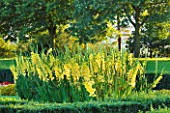 THE NATIONAL TRUST: CLIVEDEN  BUCKINGHAMSHIRE: THE PARTERRE IN EVENING LIGHT WITH YELLOW GLADIOLI AND VIEW TO THE WOODLAND BEYOND - AUGUST