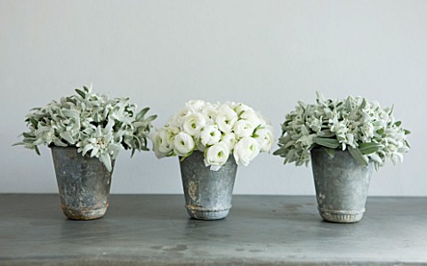 TWIG_HUTCHINSON_HOUSE__LONDON_METAL_CONTAINERS_ON_SIDEBOARD_WITH_WHITE_RANUNCULUS