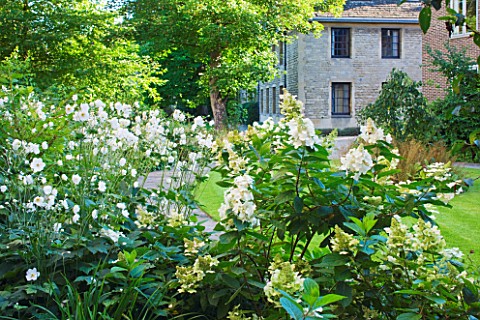 WORCESTER_COLLEGE__OXFORD_THE_CASSON_BUILDING_WITH__HYDRANGEA_PANICULATA_LIMELIGHT_AND_ANEMONE_X_HYB
