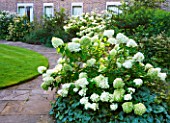WORCESTER COLLEGE  OXFORD: THE CASSON BUILDING WITH HYDRANGEA ANNABELLE  HYDRANGEA PANICULATA LIMELIGHT AND ANEMONE X HYBRIDA  HONORINE JOBERT