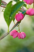 WORCESTER COLLEGE  OXFORD: EUONYMUS EUROPAEUS  THE SPINDLE TREE