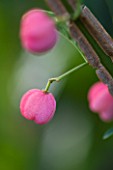 WORCESTER COLLEGE  OXFORD: EUONYMUS EUROPAEUS  THE SPINDLE TREE