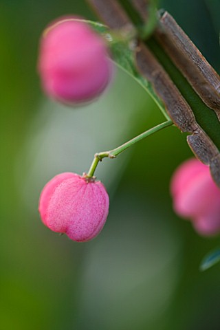 WORCESTER_COLLEGE__OXFORD_EUONYMUS_EUROPAEUS__THE_SPINDLE_TREE