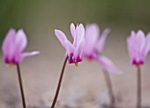 CLOSE UP OF THE PINK FLOWER OF CYCLAMEN ROHITSIANUM