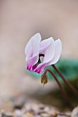 CLOSE UP OF THE PINK FLOWER OF CYCLAMEN PERSICUM