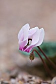 CLOSE UP OF THE PINK FLOWER OF CYCLAMEN PERSICUM