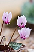 CLOSE UP OF THE PINK FLOWER OF CYCLAMEN GRAECUM