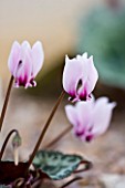 CLOSE UP OF THE PINK FLOWER OF CYCLAMEN GRAECUM