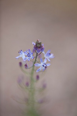 CLOSE_UP_OF_THE_FLOWER_OF_SCILLA__AUTUMNALIS