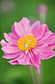 THE PINK FLOWERS OF JAPANESE ANEMONE - ANEMONE HUPEHENSIS PRETTY LADY EMILY