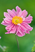 THE PINK FLOWERS OF JAPANESE ANEMONE - ANEMONE HUPEHENSIS PRETTY LADY EMILY