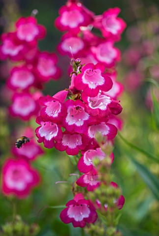 CLOSE_UP_OF_THE_PINK_FLOWERS_OF_PENSTEMON_GEORGE_HOME