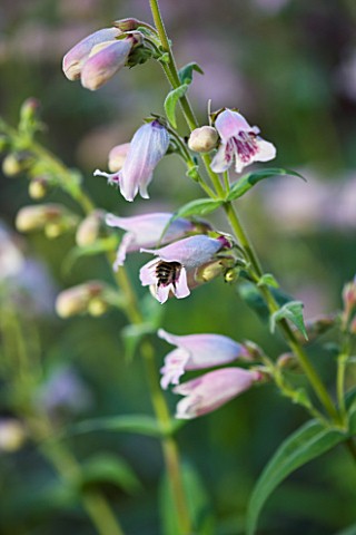 CLOSE_UP_OF_THE_FLOWERS_OF_PENSTEMON_MOTHER_OF_PEARL