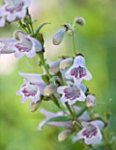 CLOSE UP OF THE FLOWERS OF PENSTEMON MOTHER OF PEARL