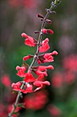 CLOSE UP OF THE FLOWERS OF SALVIA SILKES DREAM