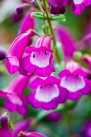 CLOSE_UP_OF_THE_FLOWERS_OF_PENSTEMON_COUNTESS_OF_DALKEITH