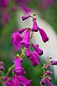 CLOSE UP OF THE FLOWERS OF PENSTEMON COUNTESS OF DALKEITH