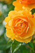 CLOSE UP OF THE FLOWER OF ROSE - ROSA GOLDEN BEAUTY SYN KORBERBENI