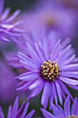 OLD COURT NURSERIES AND THE PICTON GARDEN  WORCESTERSHIRE: PURPLE  FLOWER OF ASTER AMELLUS BRILLIANT - MICHAELMAS DAISY