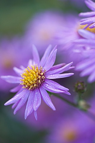 OLD_COURT_NURSERIES_AND_THE_PICTON_GARDEN__WORCESTERSHIRE_PURPLE__FLOWER_OF_ASTER_AMELLUS_BRILLIANT_